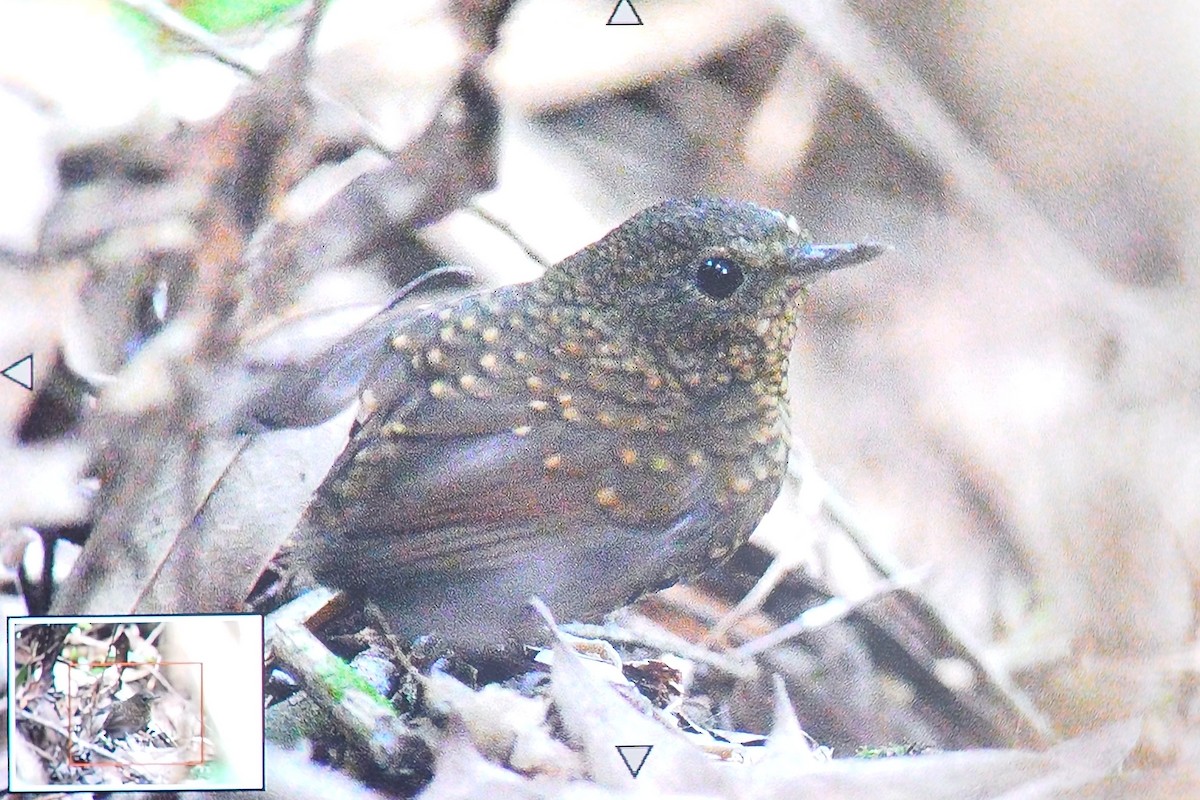 Pygmy Cupwing - ML641328812