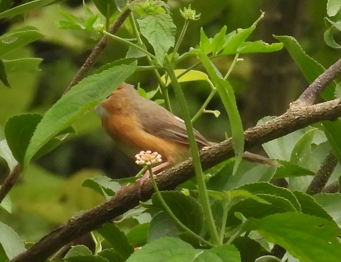 Tawny-bellied Babbler - ML641328825