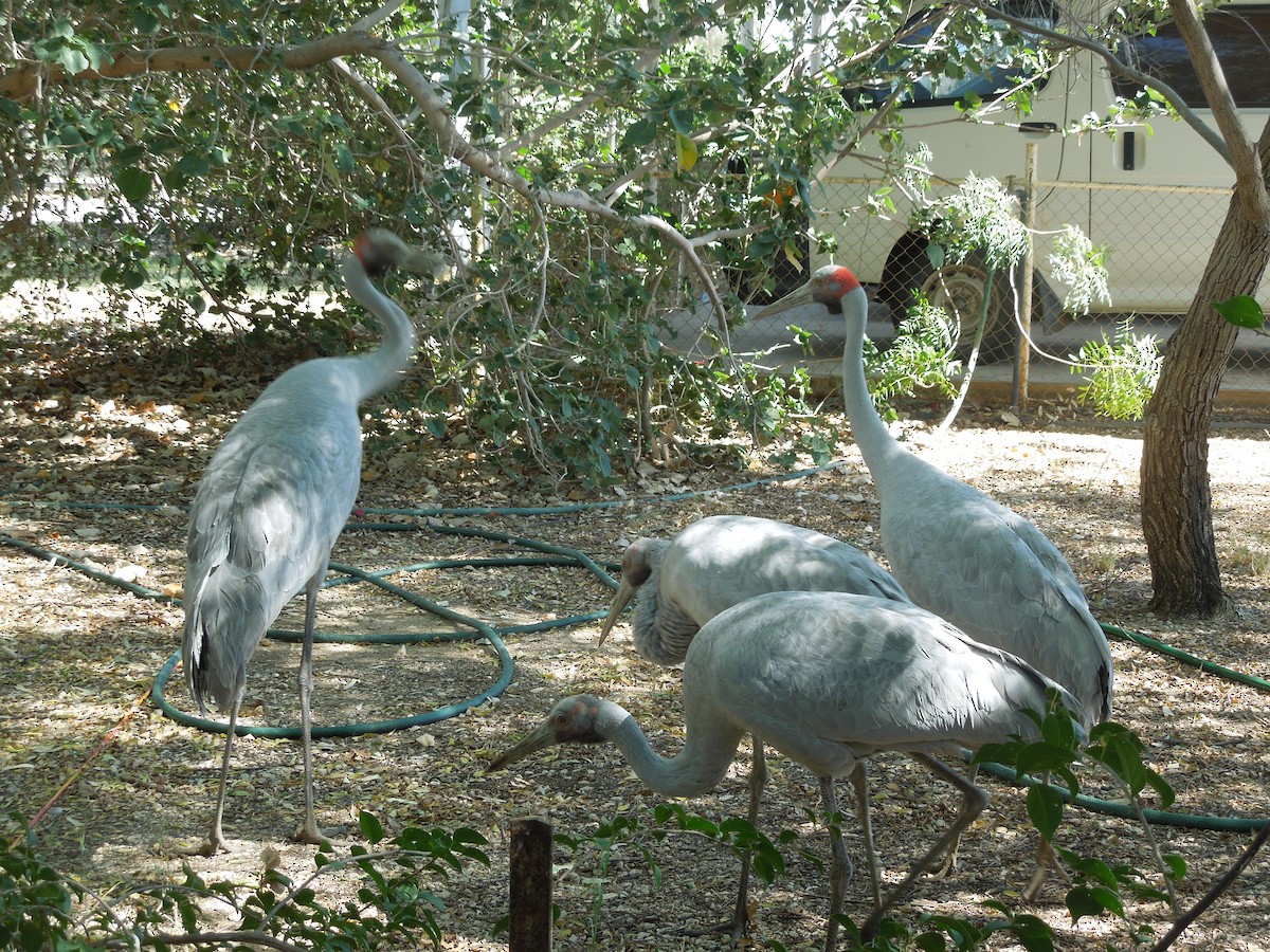 Brolga - ML641328846