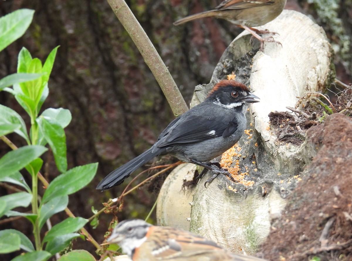 Northern Slaty Brushfinch - ML641328866