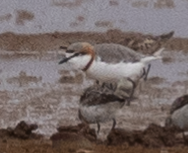 Chestnut-banded Plover - ML641328869