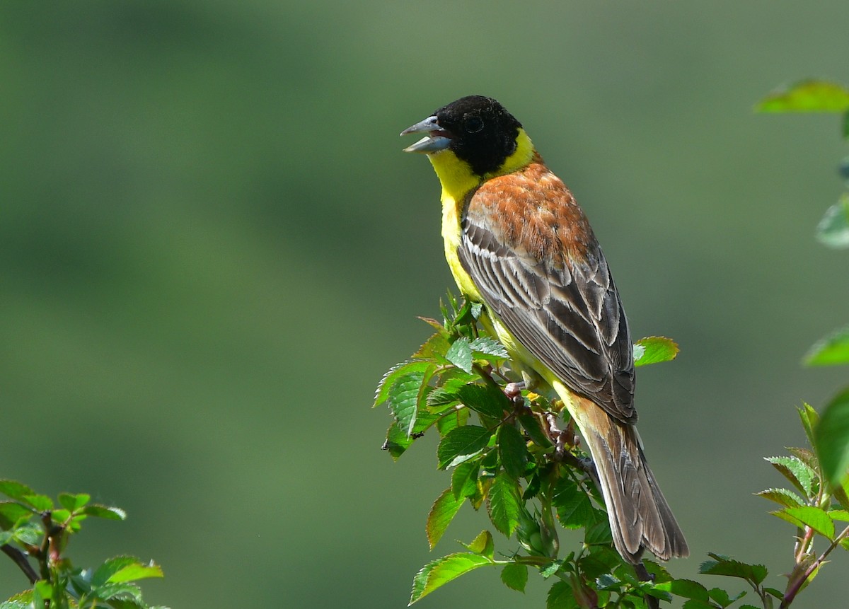 Black-headed Bunting - ML641328873