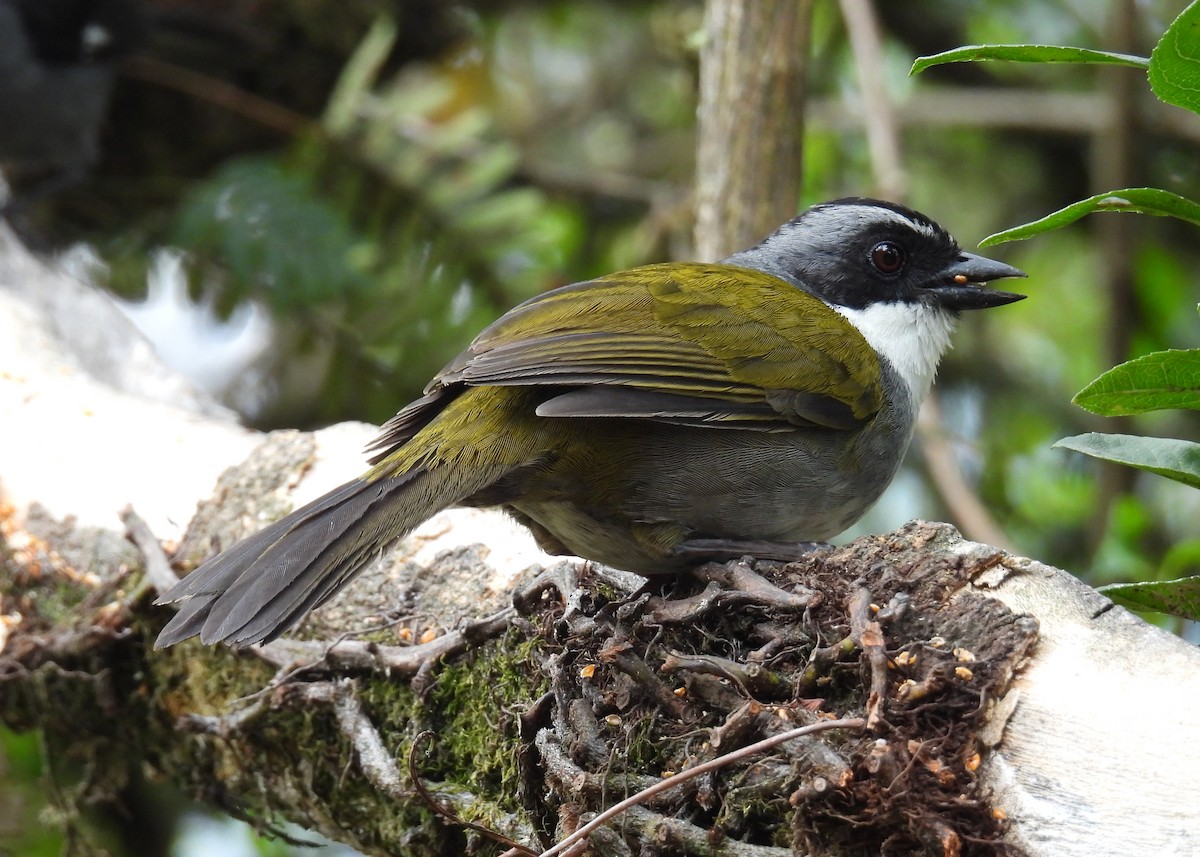 Gray-browed Brushfinch - ML641328877