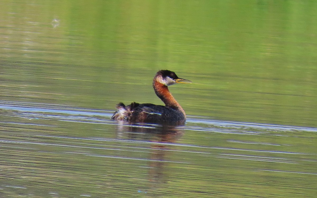 Red-necked Grebe - ML641328884