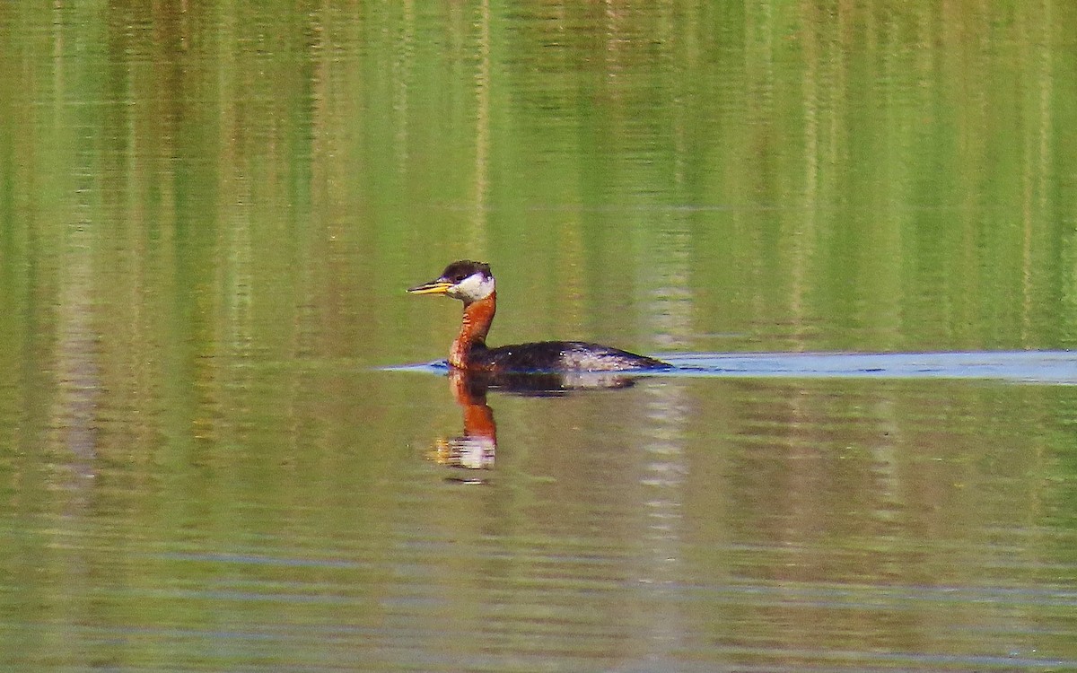 Red-necked Grebe - ML641328888