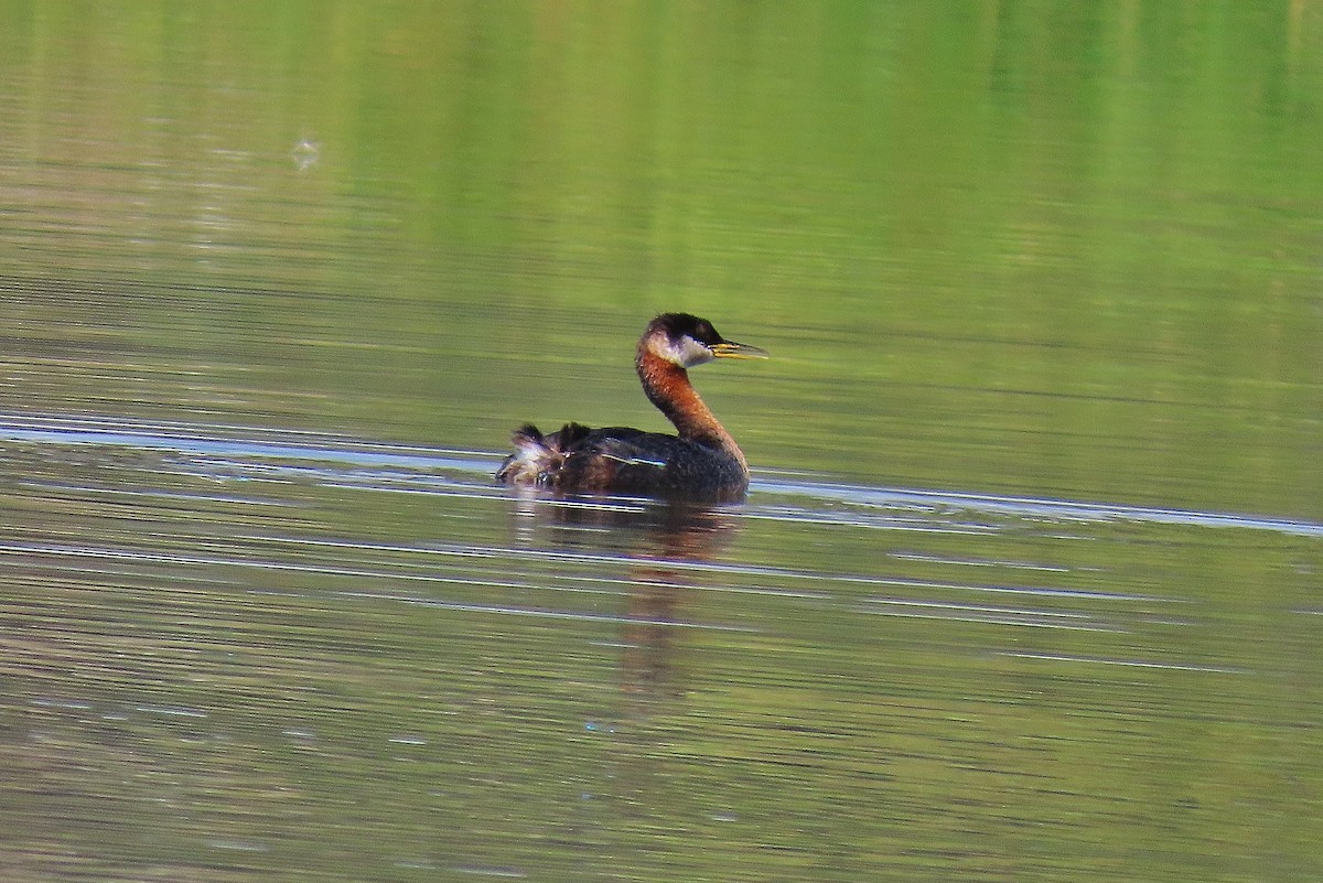 Red-necked Grebe - ML641328890