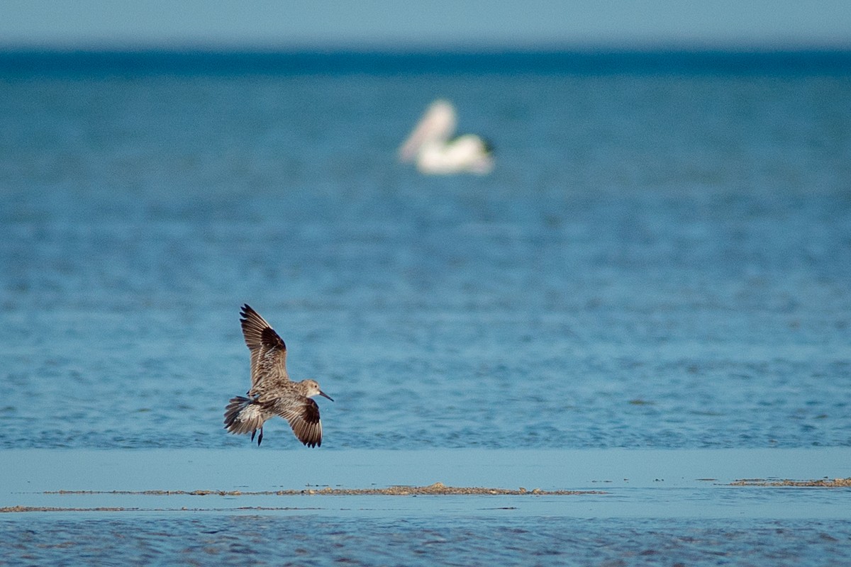 Great Knot - ML641328893