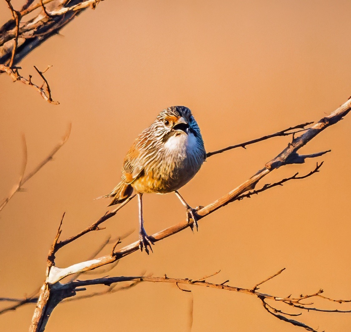 Pilbara Grasswren - ML641328899