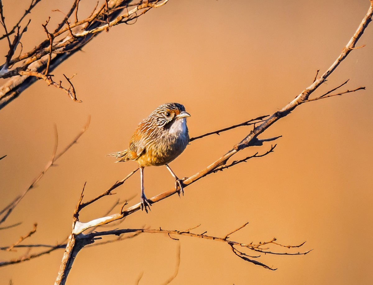 Pilbara Grasswren - ML641328900