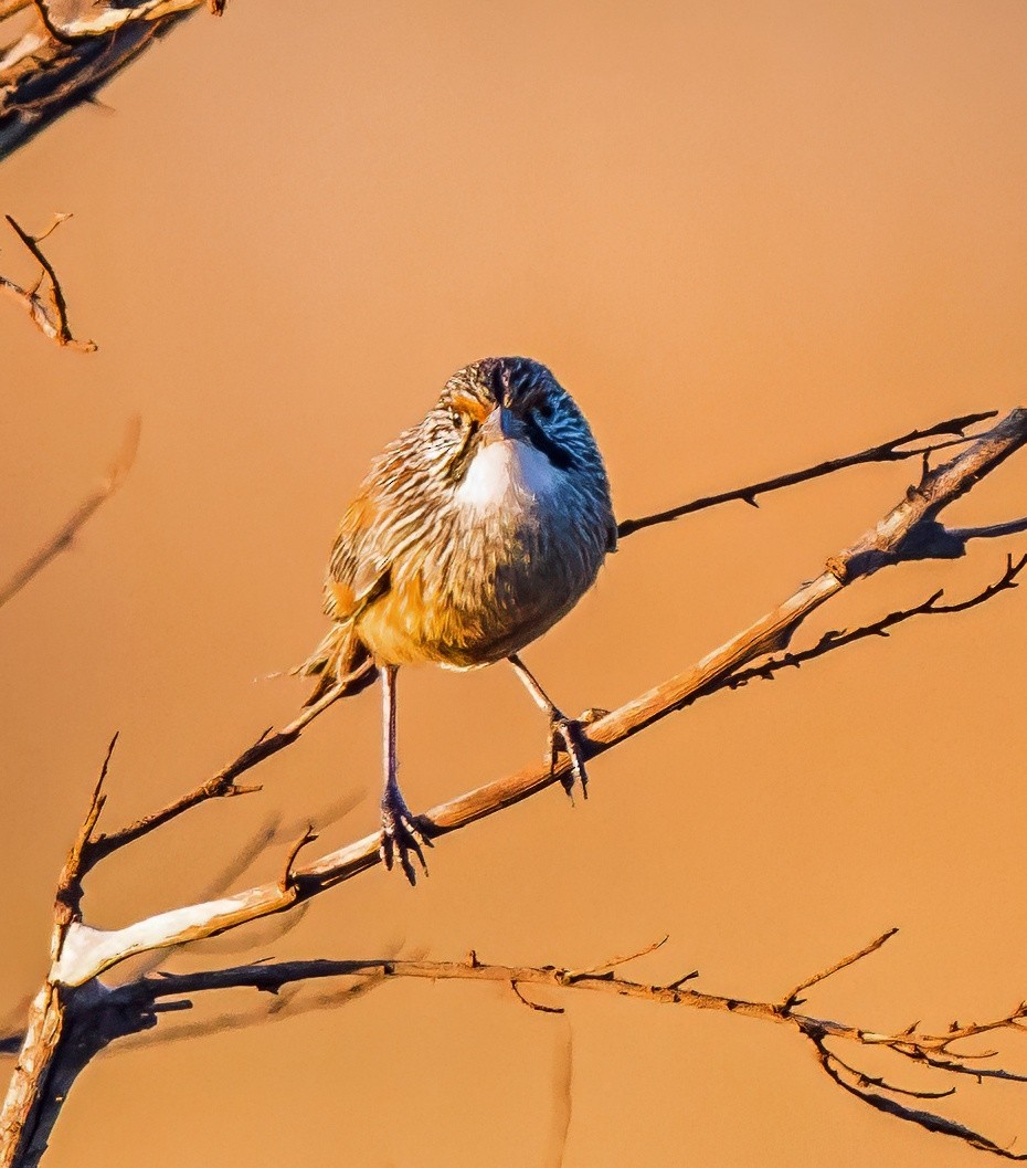 Pilbara Grasswren - ML641328901