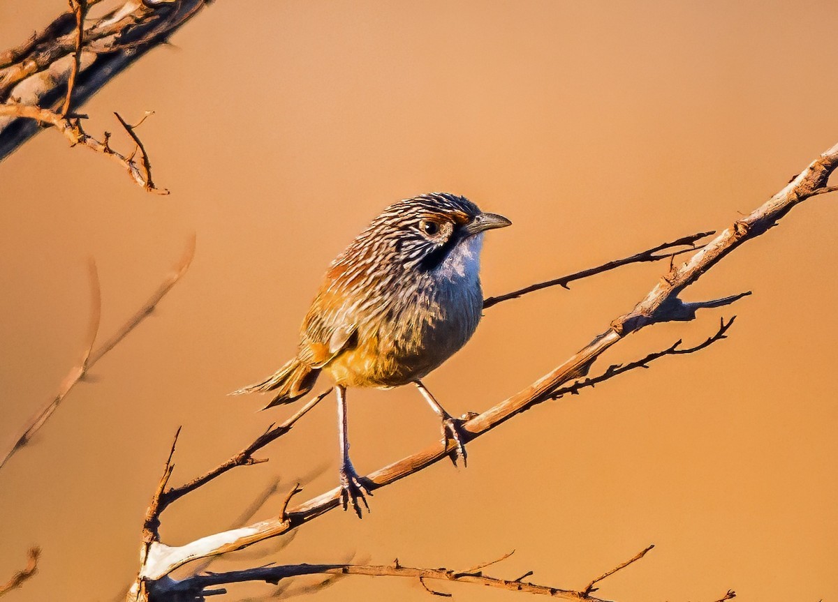 Pilbara Grasswren - ML641328902