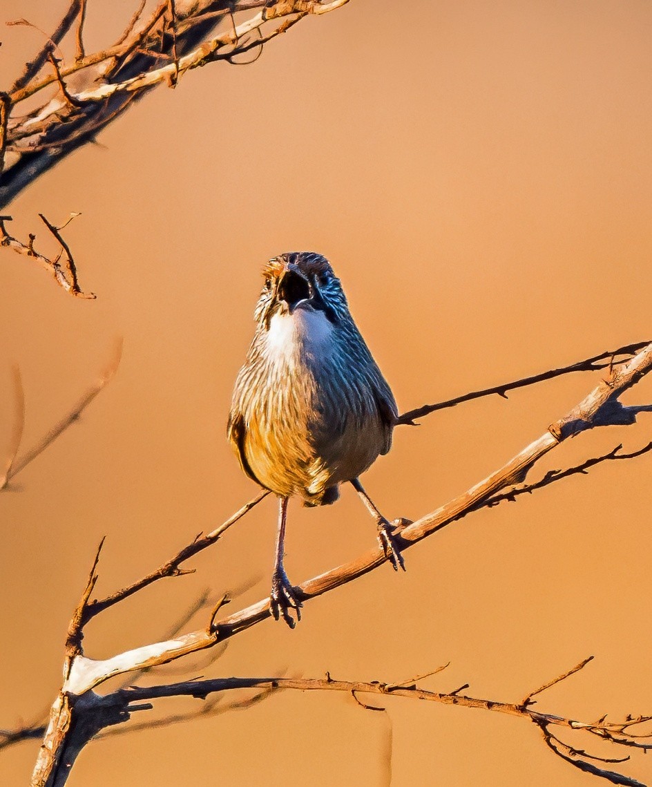 Pilbara Grasswren - ML641328903