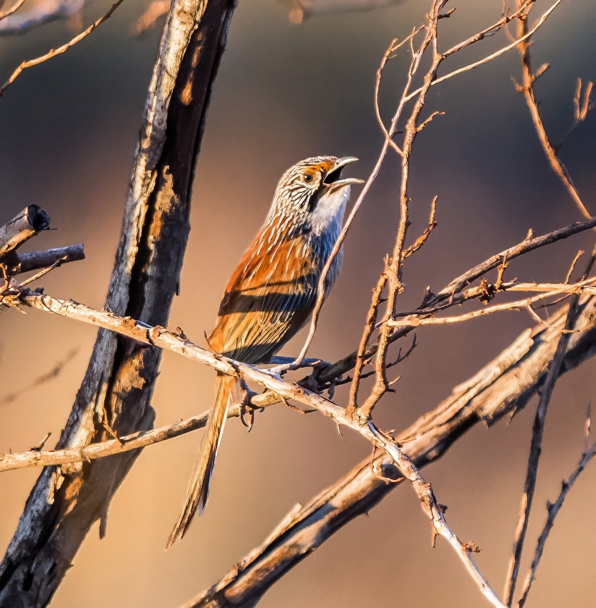 Pilbara Grasswren - ML641328904