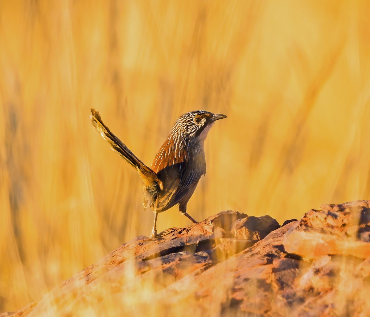 Pilbara Grasswren - ML641328905