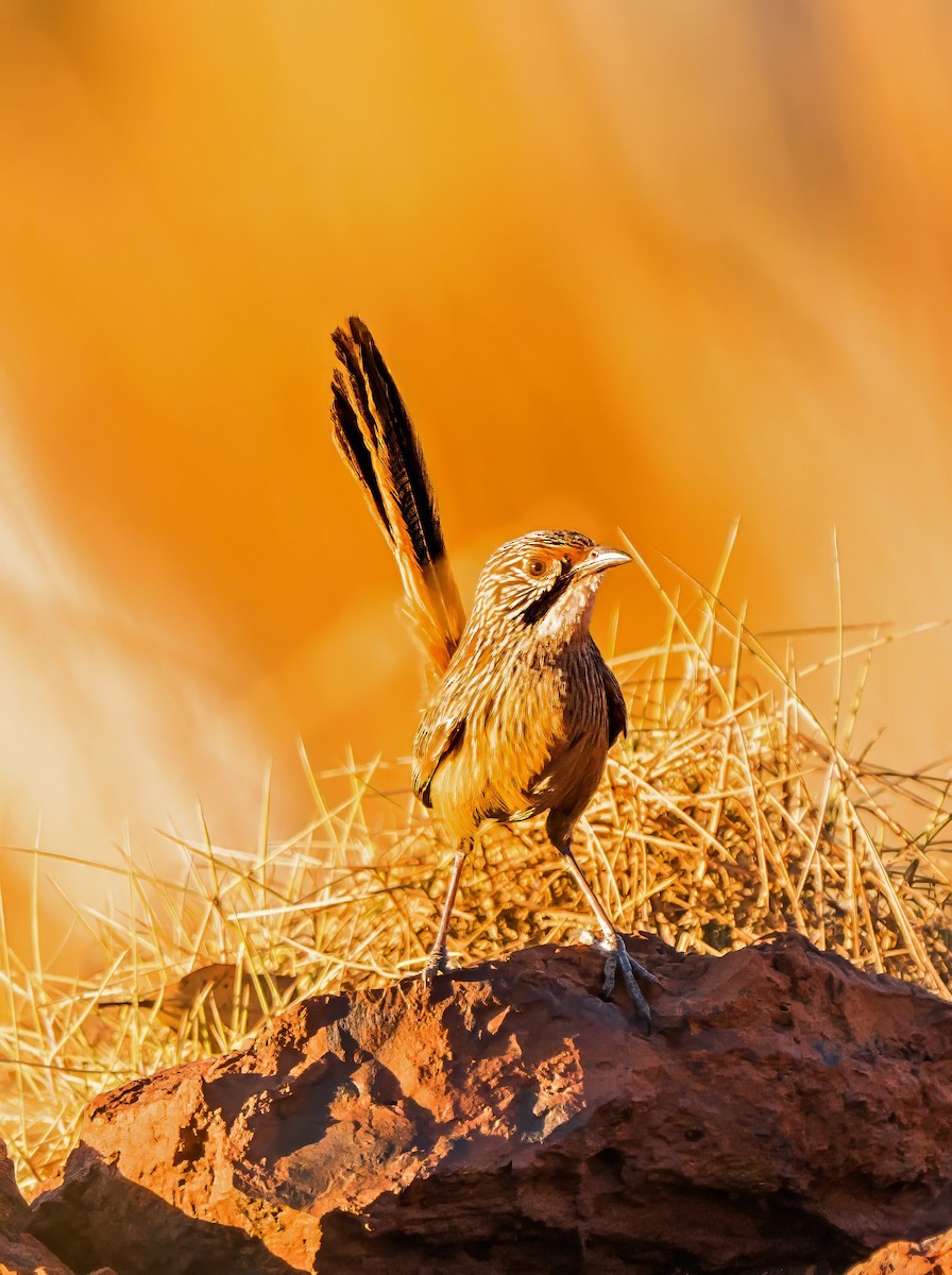 Pilbara Grasswren - ML641328906