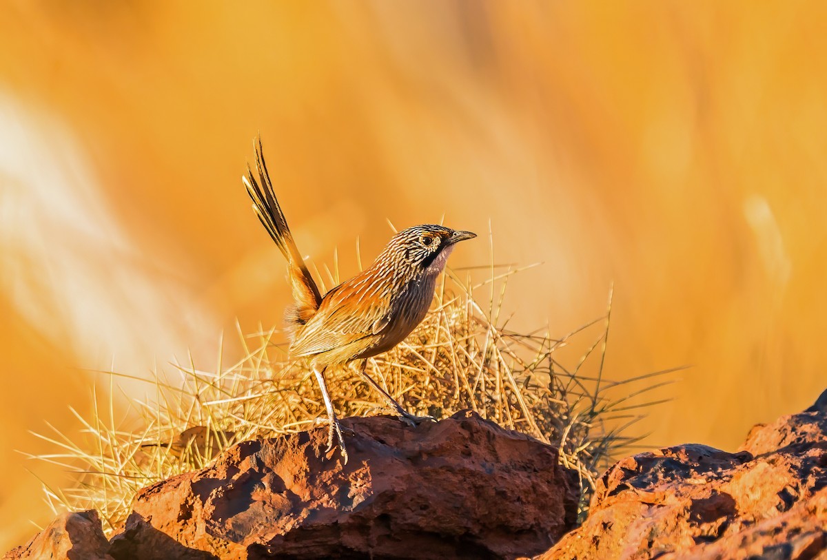 Pilbara Grasswren - ML641328907
