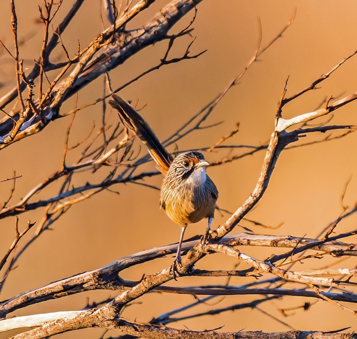 Pilbara Grasswren - ML641328908