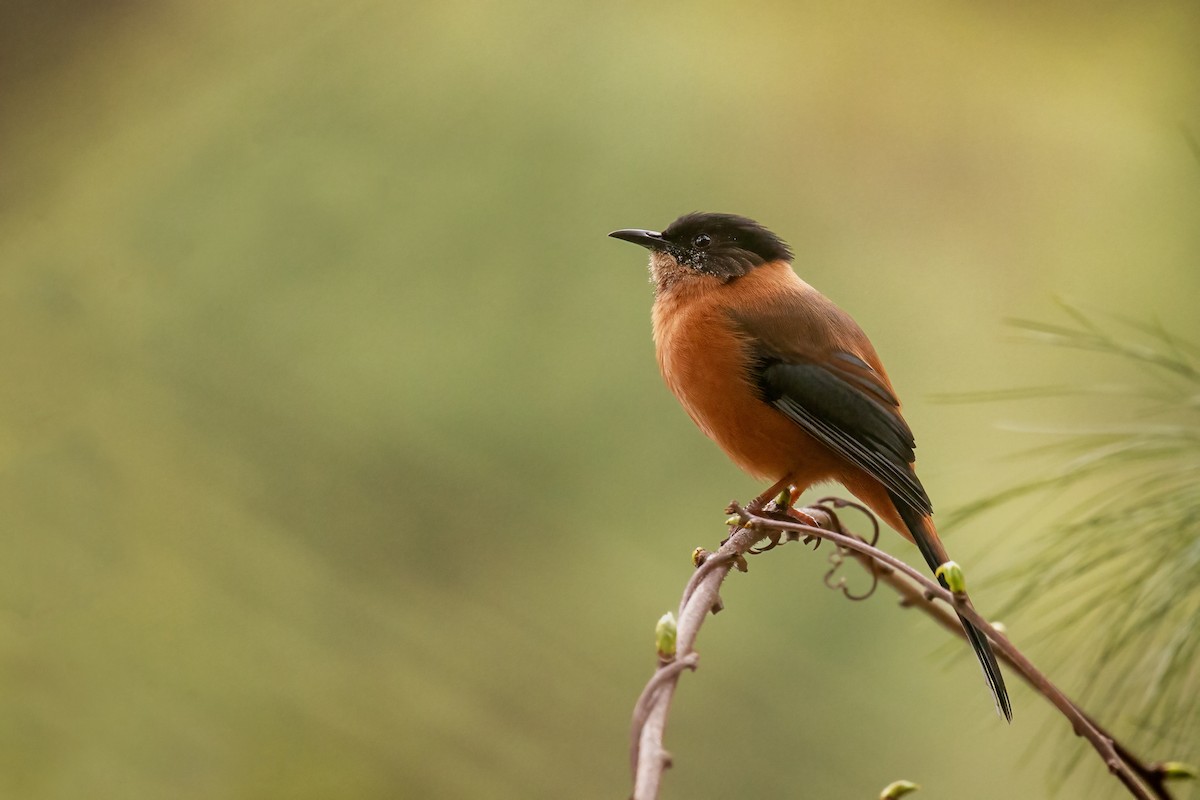 Rufous Sibia - ML641328923