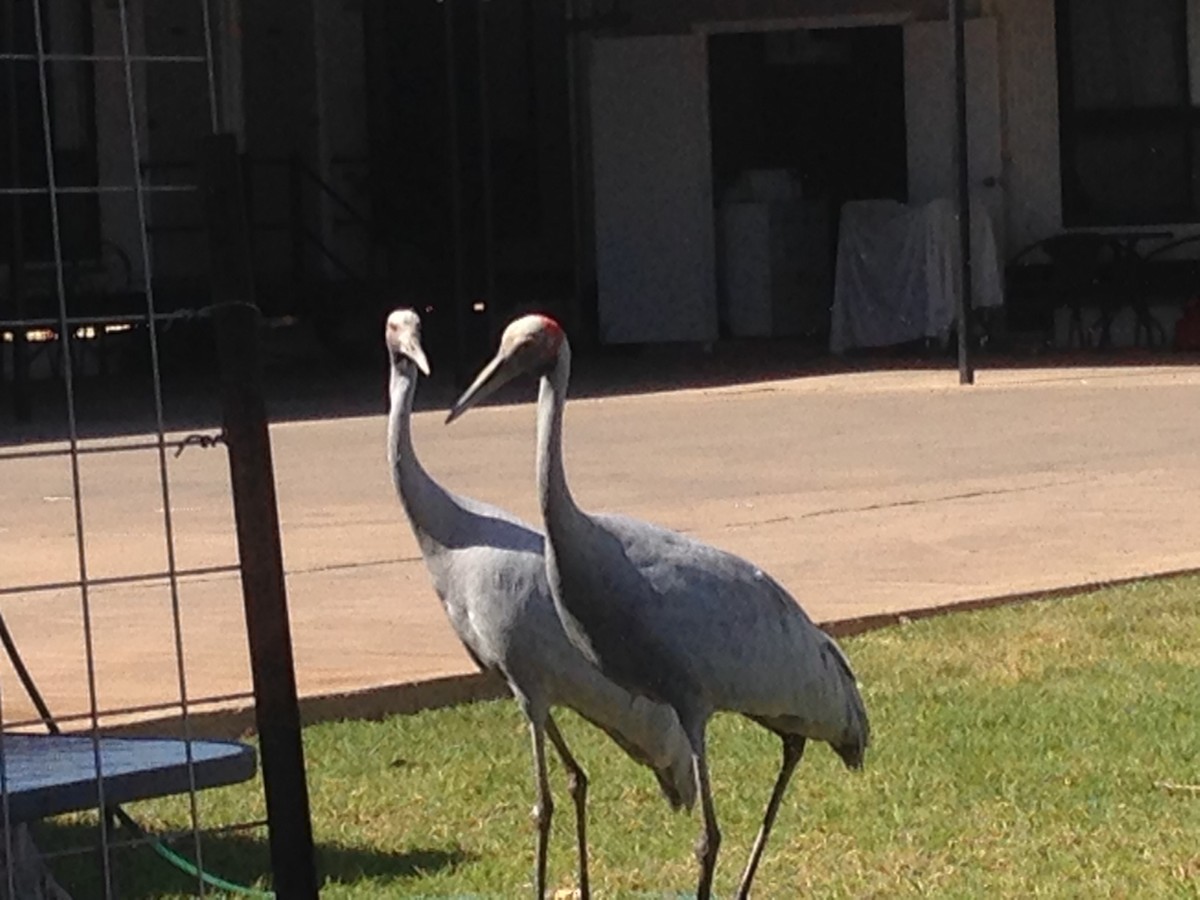 Brolga - ML641328924