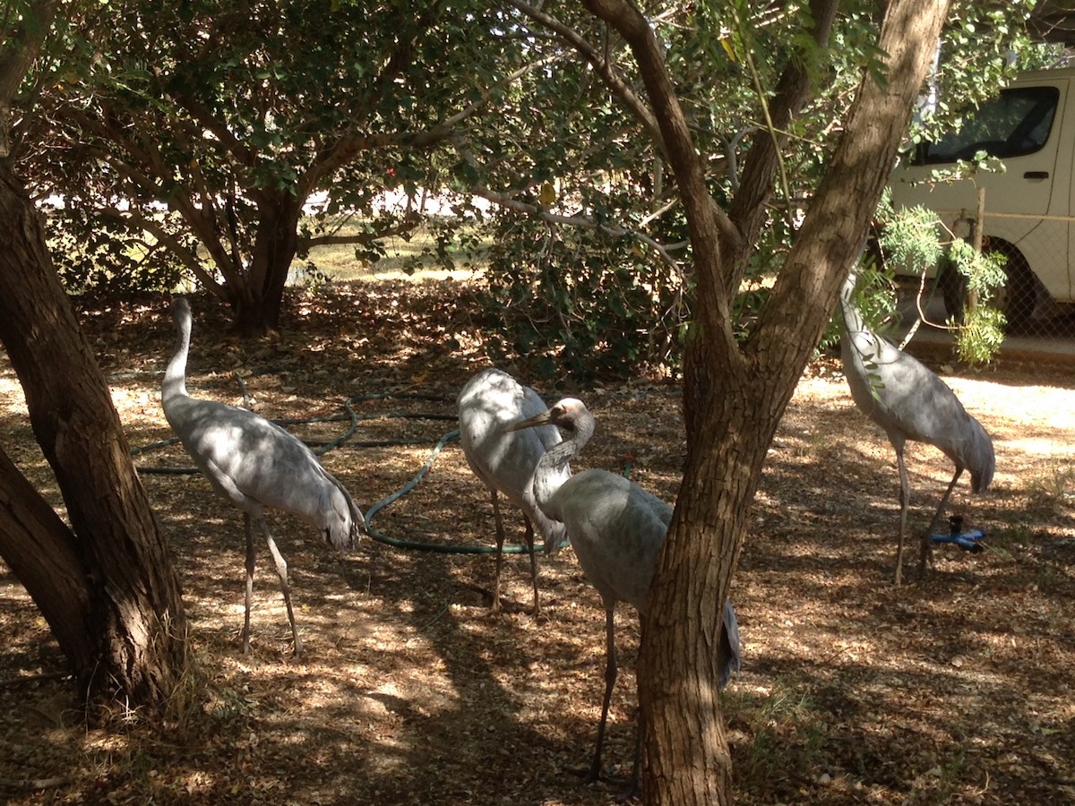 Brolga - ML641328925
