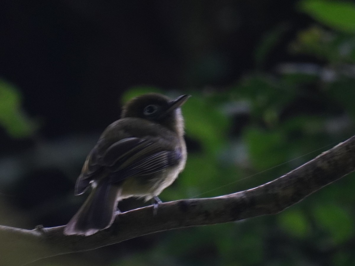 Eye-ringed Flatbill - ML641328930
