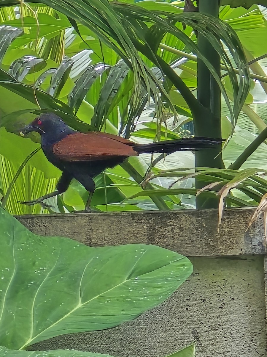 Greater Coucal - ML641328951