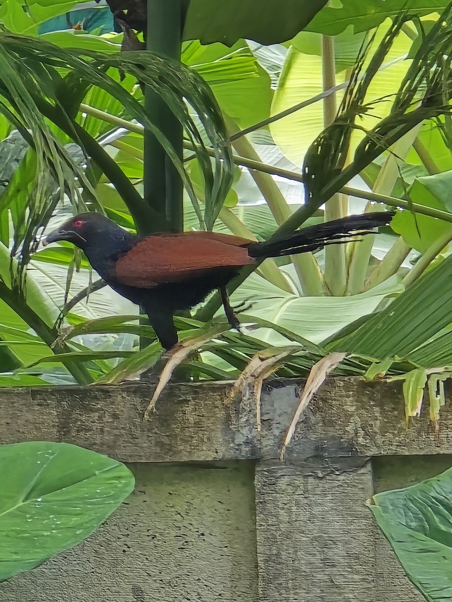 Greater Coucal - ML641328952