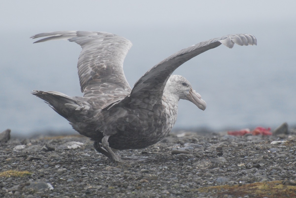 Southern Giant-Petrel - ML641328953
