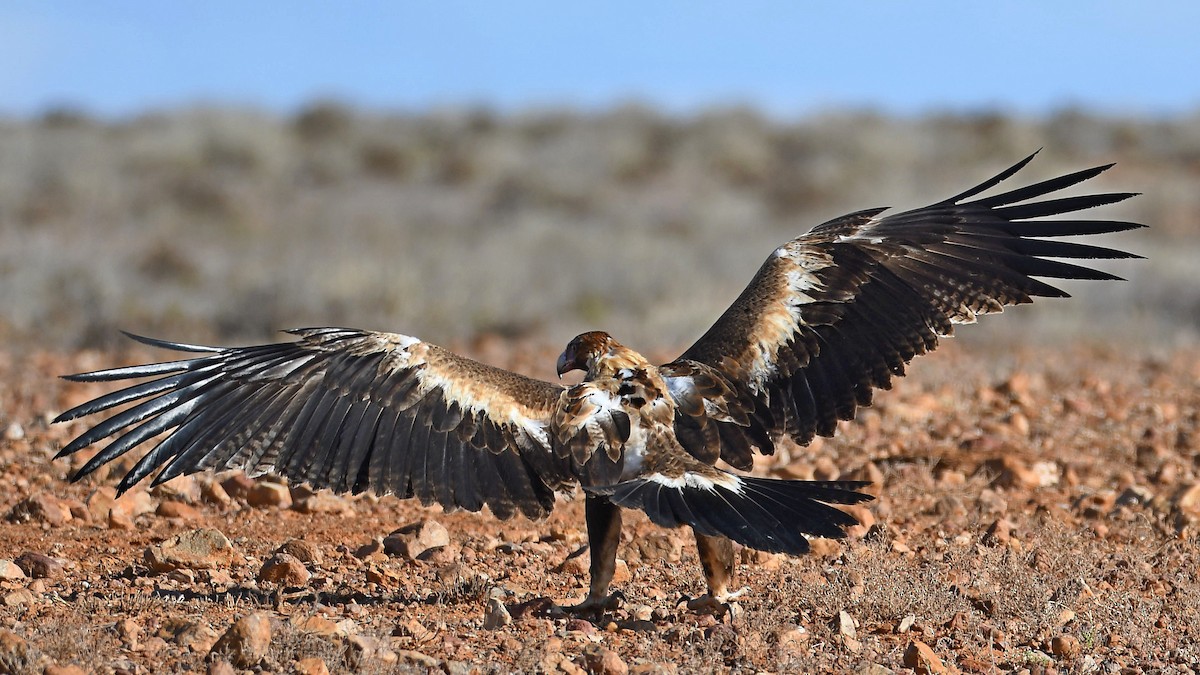 Aigle d'Australie - ML641328955
