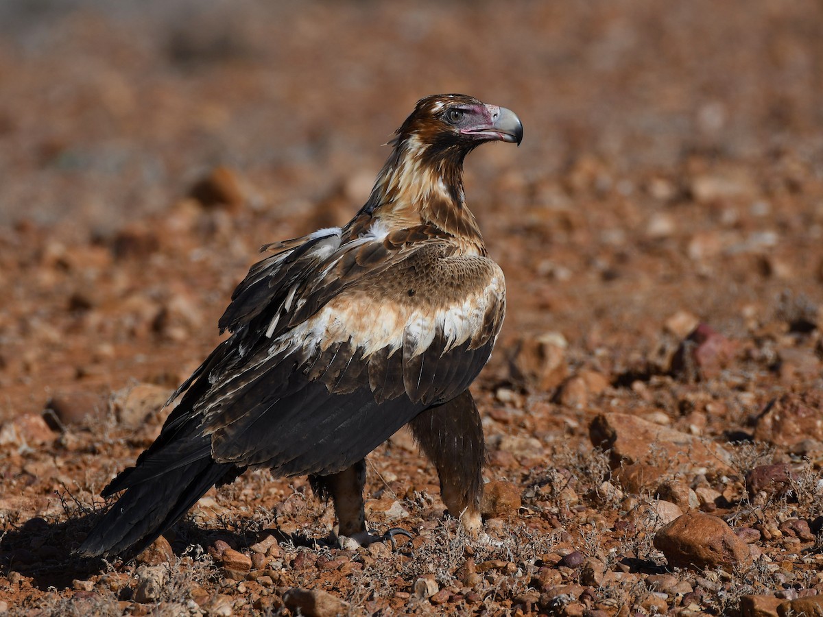 Aigle d'Australie - ML641328956
