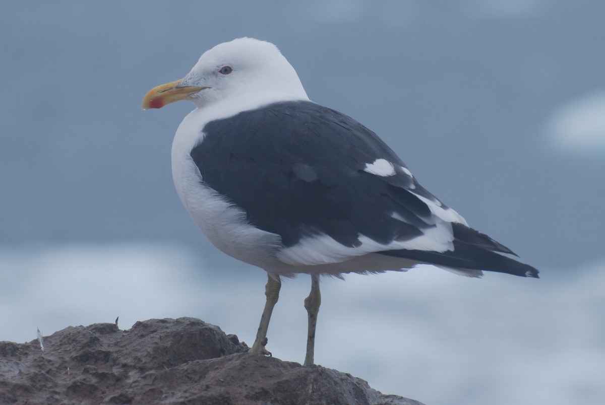 Kelp Gull - ML641328962