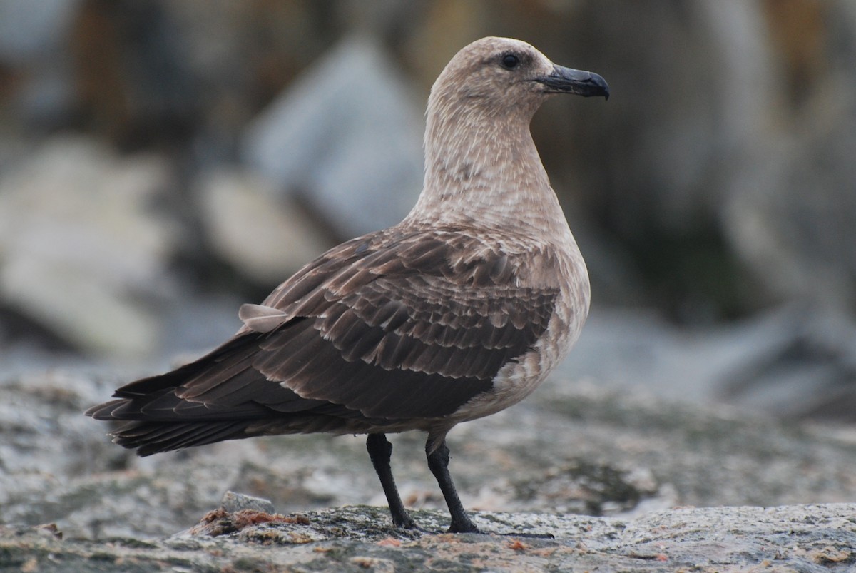 South Polar Skua - ML641328973