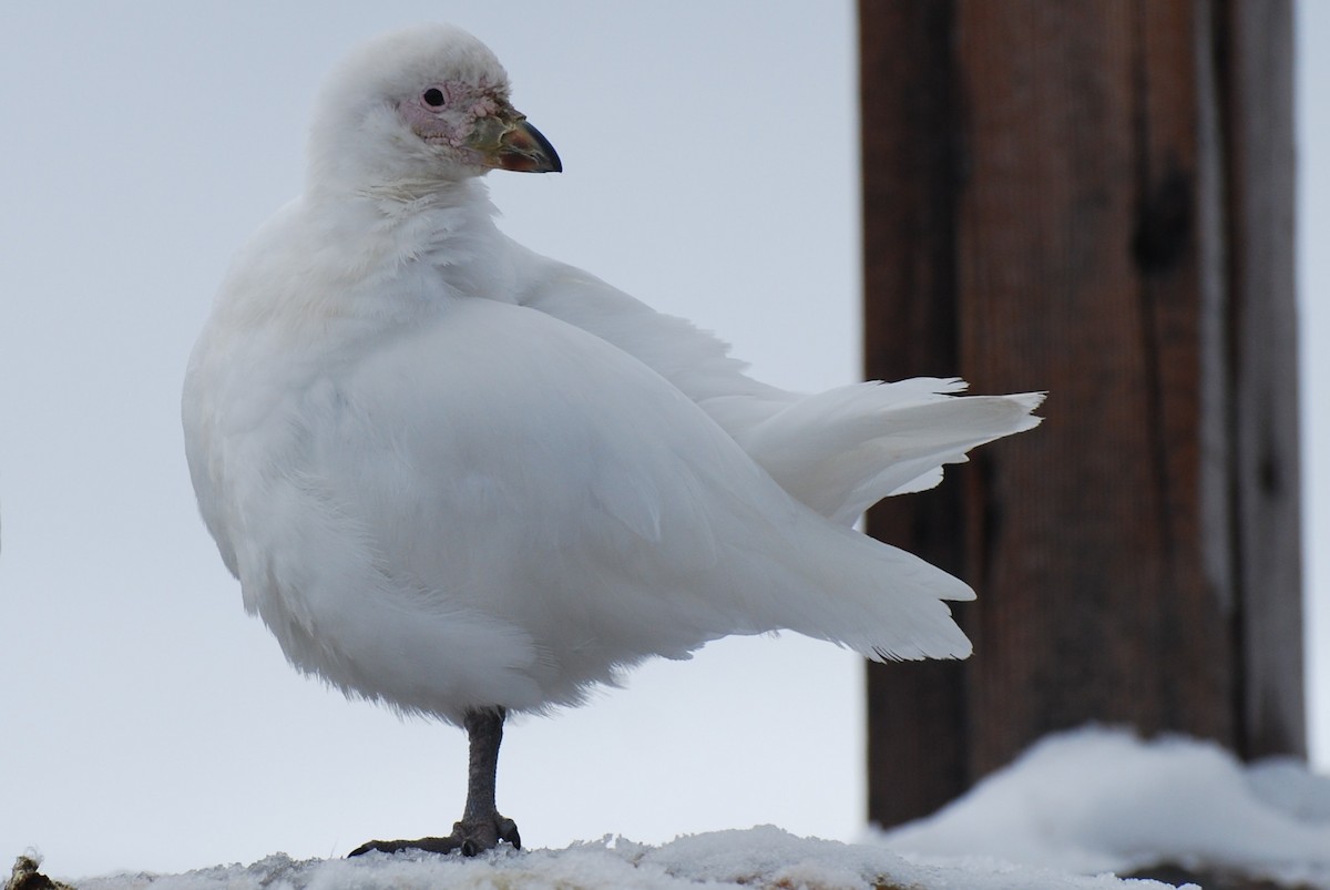 Snowy Sheathbill - ML641328981