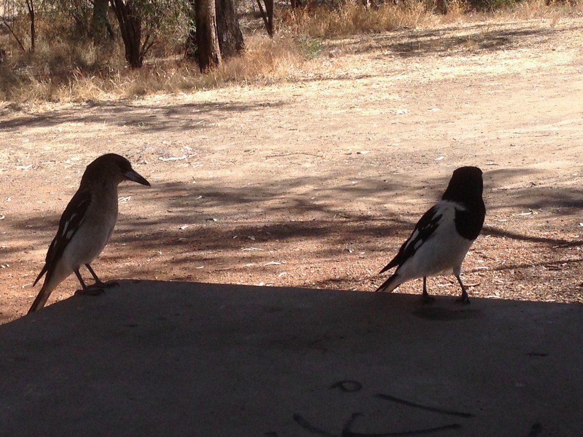 Pied Butcherbird - ML641328984