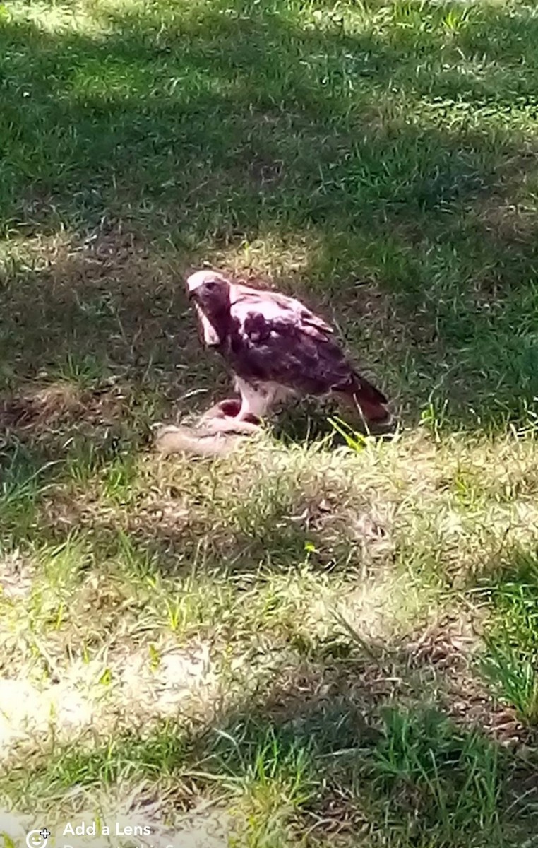 Red-tailed Hawk - ML641328992