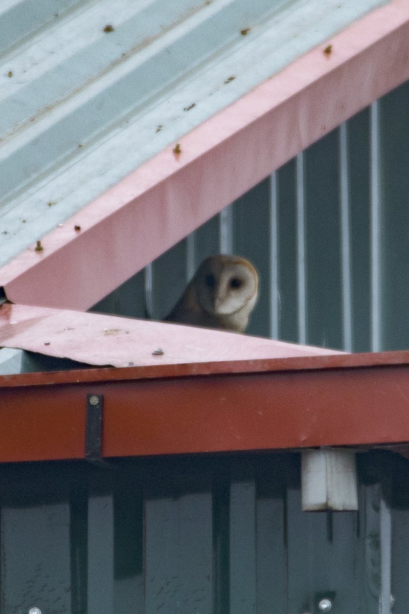 Eastern Barn Owl - ML641328997