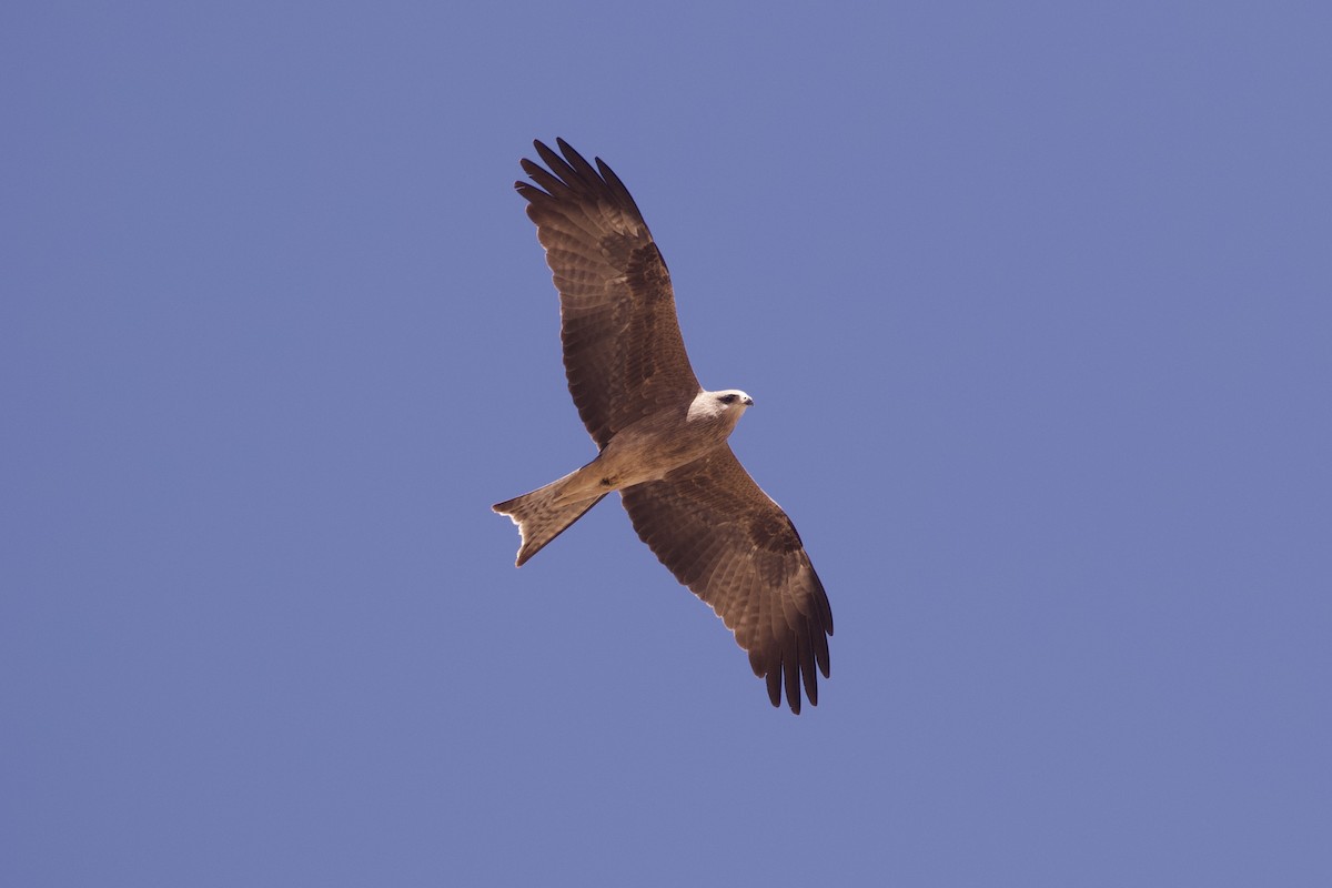 黑鳶(migrans群) - ML641329002