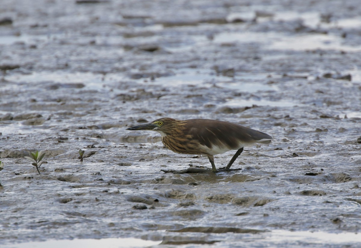 Chinese Pond-Heron - ML641329011