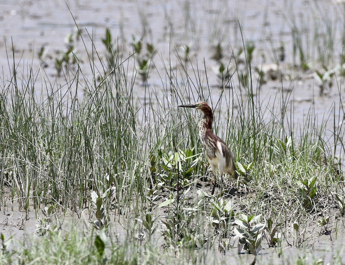 Chinese Pond-Heron - ML641329012