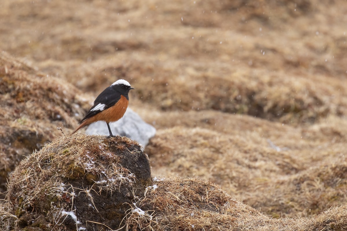 White-winged Redstart - ML641329015