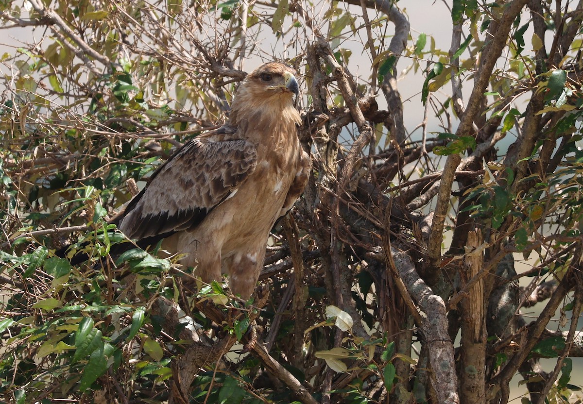 Tawny Eagle - ML641329016