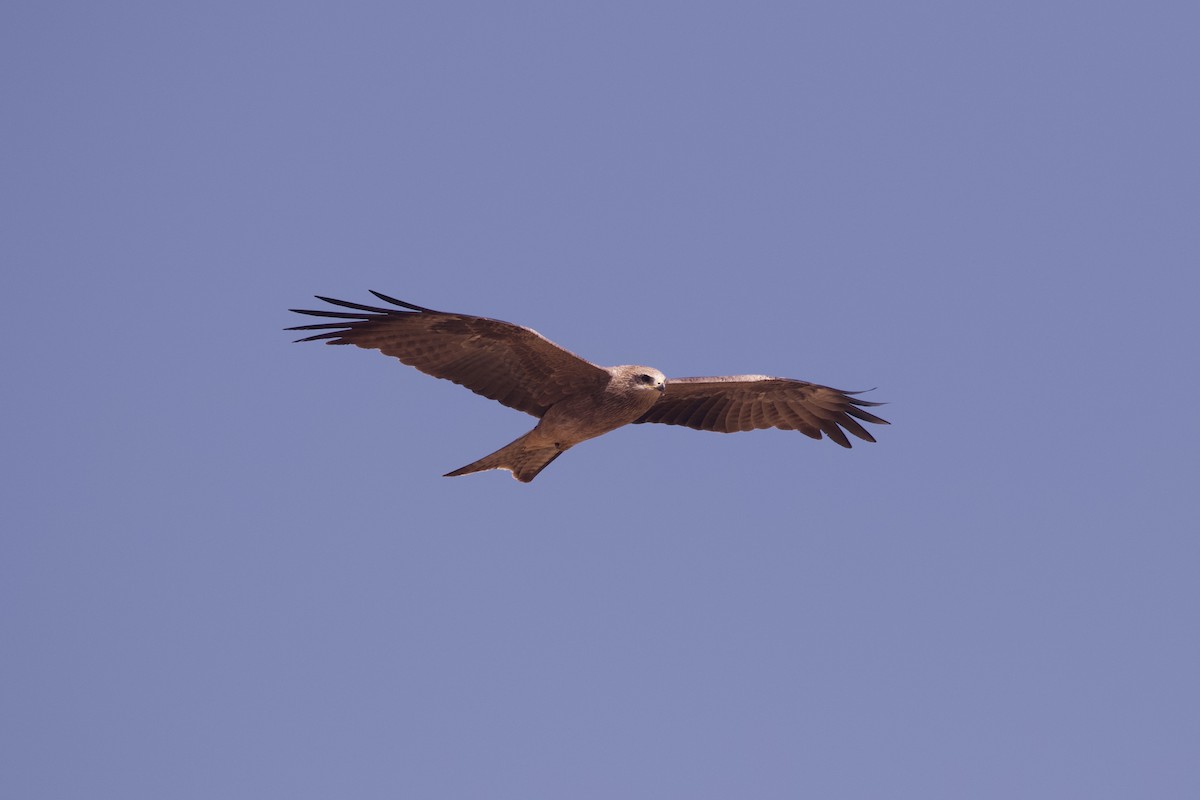 黑鳶(migrans群) - ML641329023