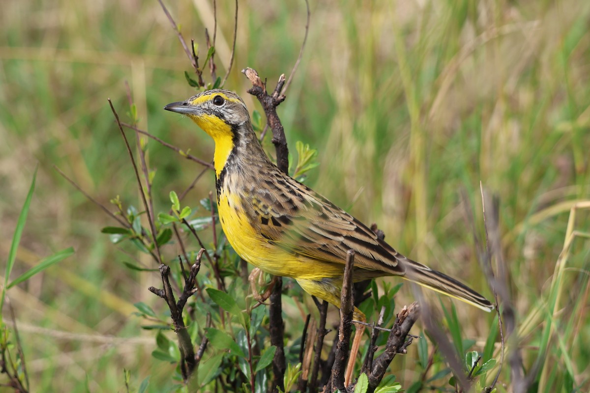 Yellow-throated Longclaw - ML641329035