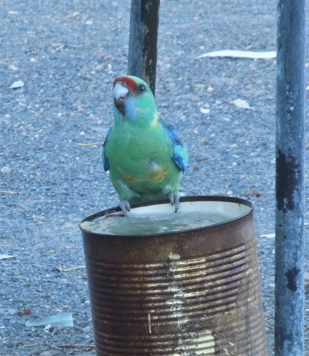 Australian Ringneck - ML641329037