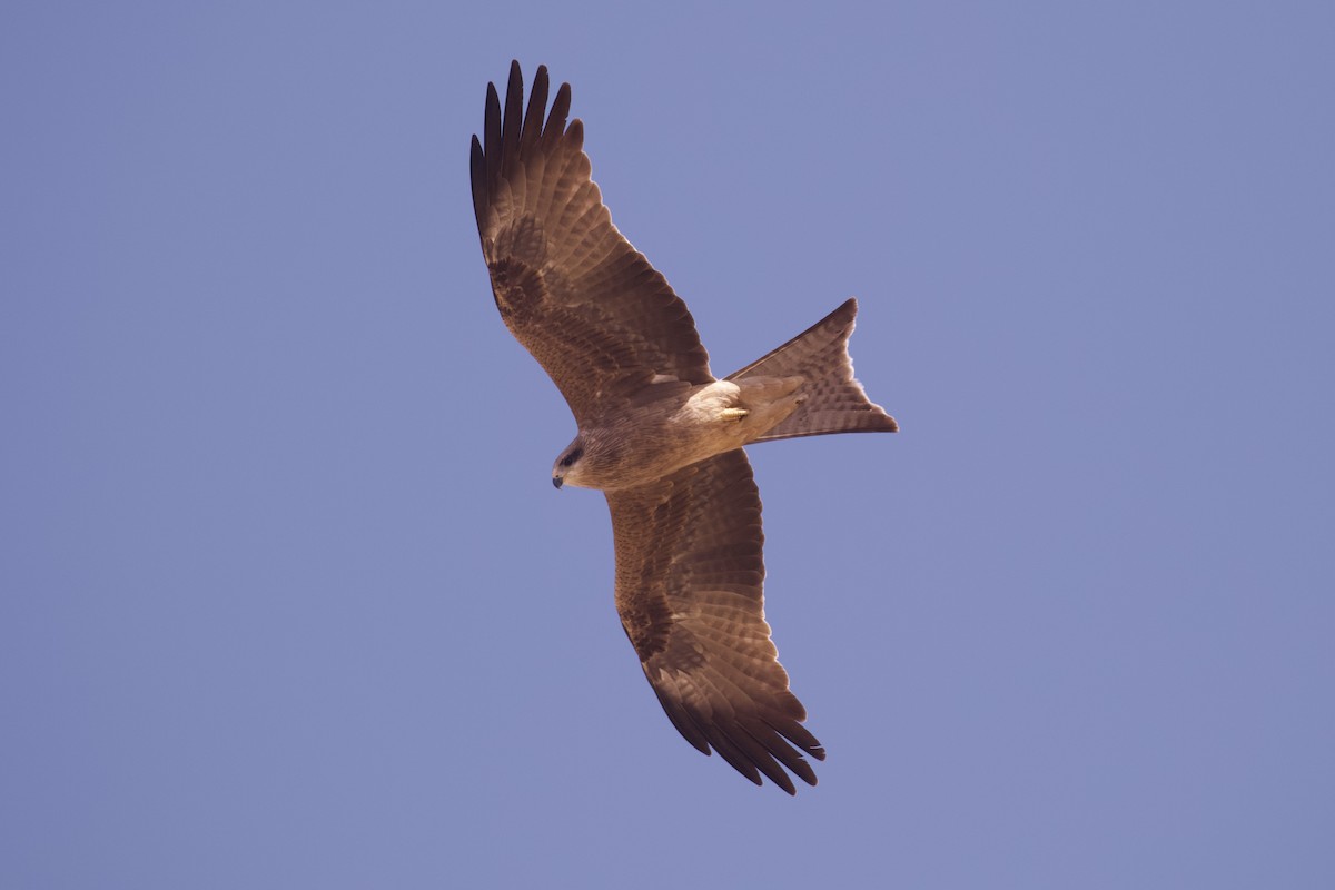 黑鳶(migrans群) - ML641329045
