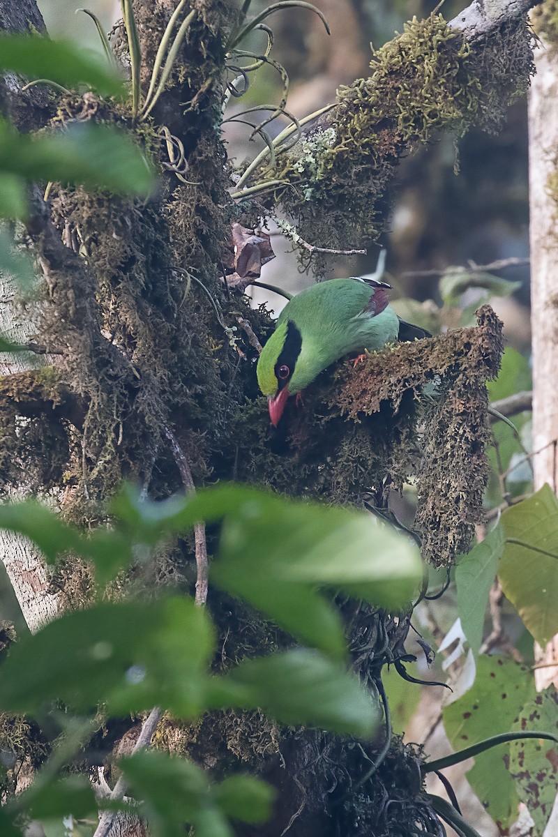 Common Green-Magpie - ML641329053