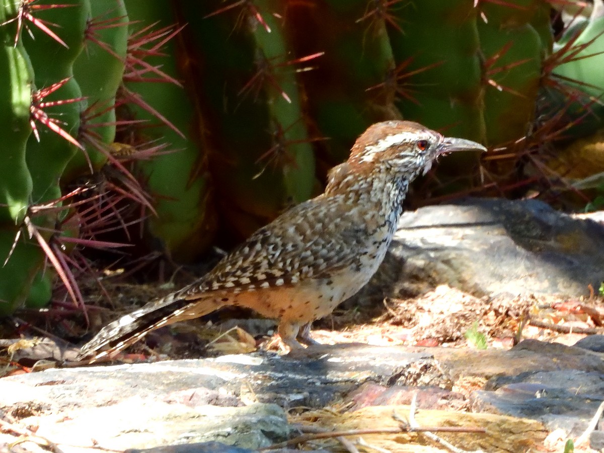 Cactus Wren - ML641329091