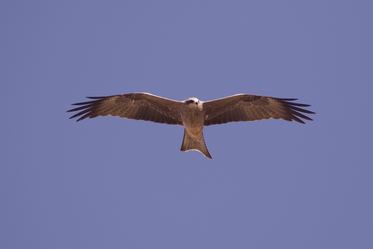 黑鳶(migrans群) - ML641329092