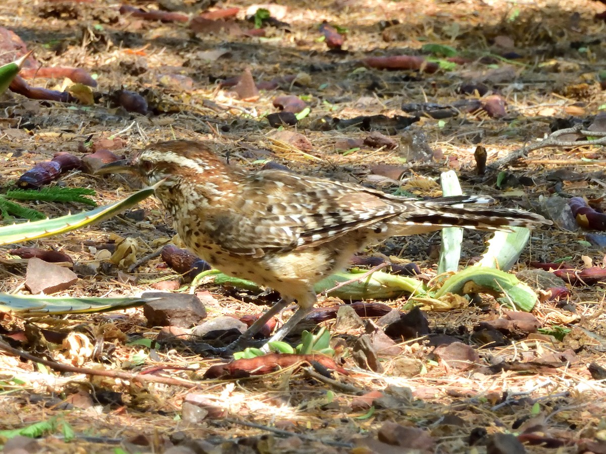 Cactus Wren - ML641329093