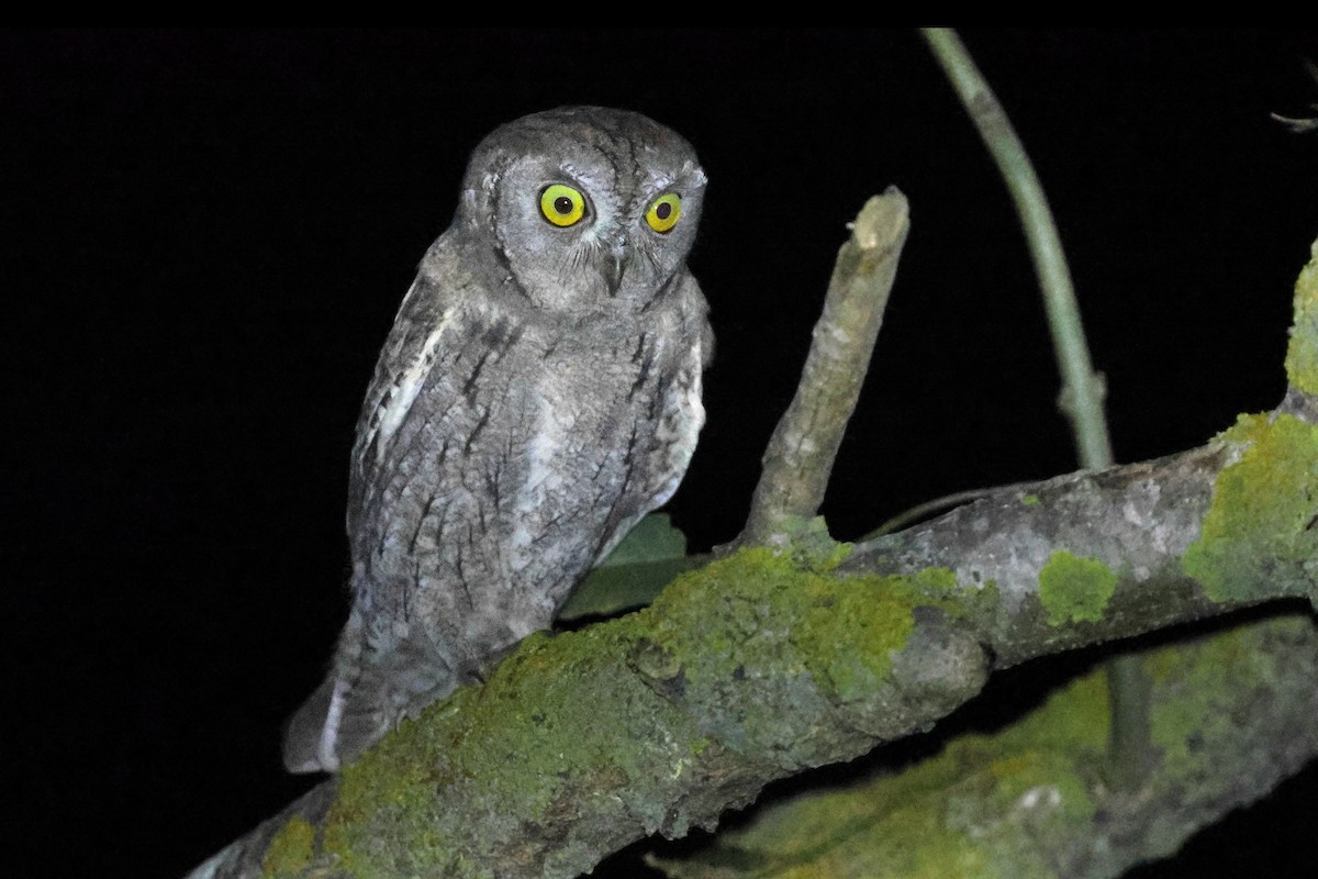 Eurasian Scops-Owl - ML641329094